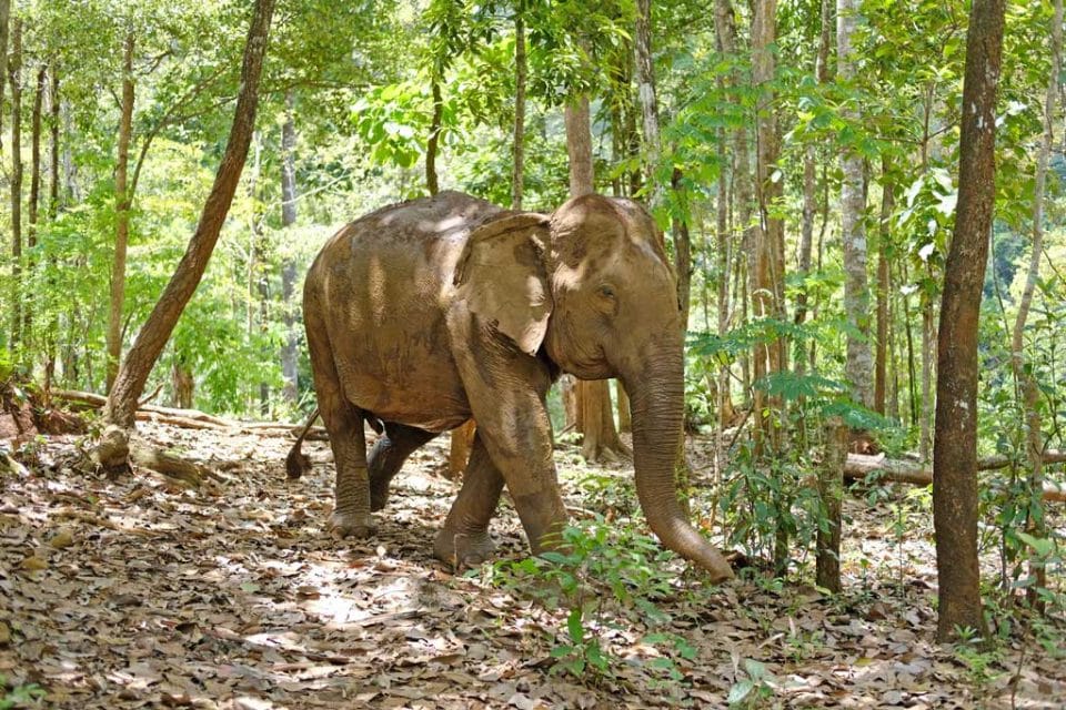mondulkiri-elephants