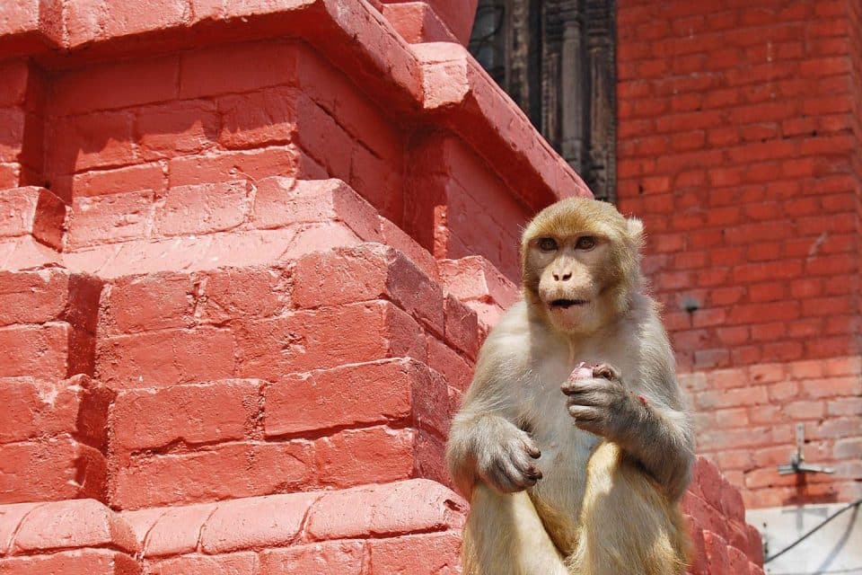 monkey temple