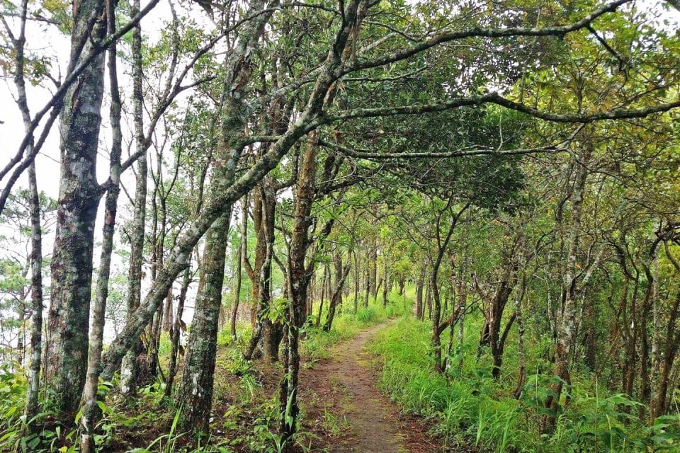 pui-trees