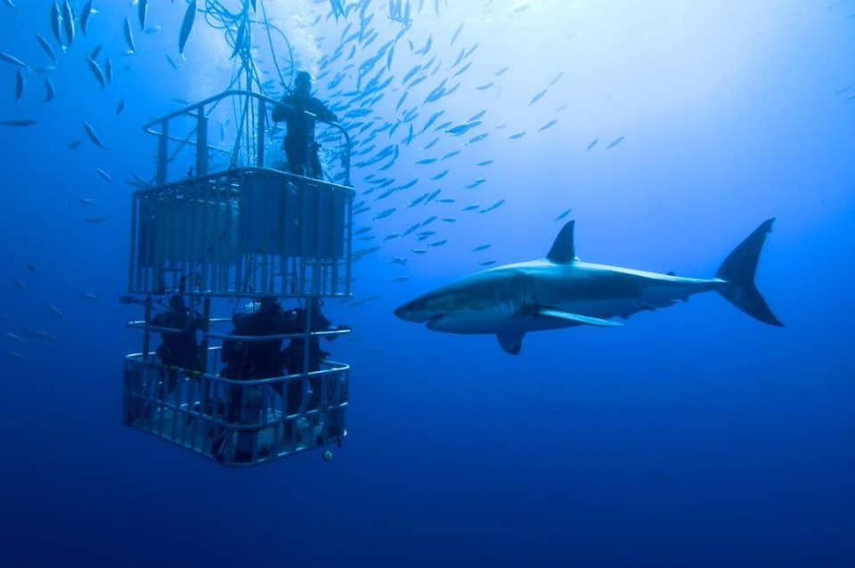 south-africa-sharks