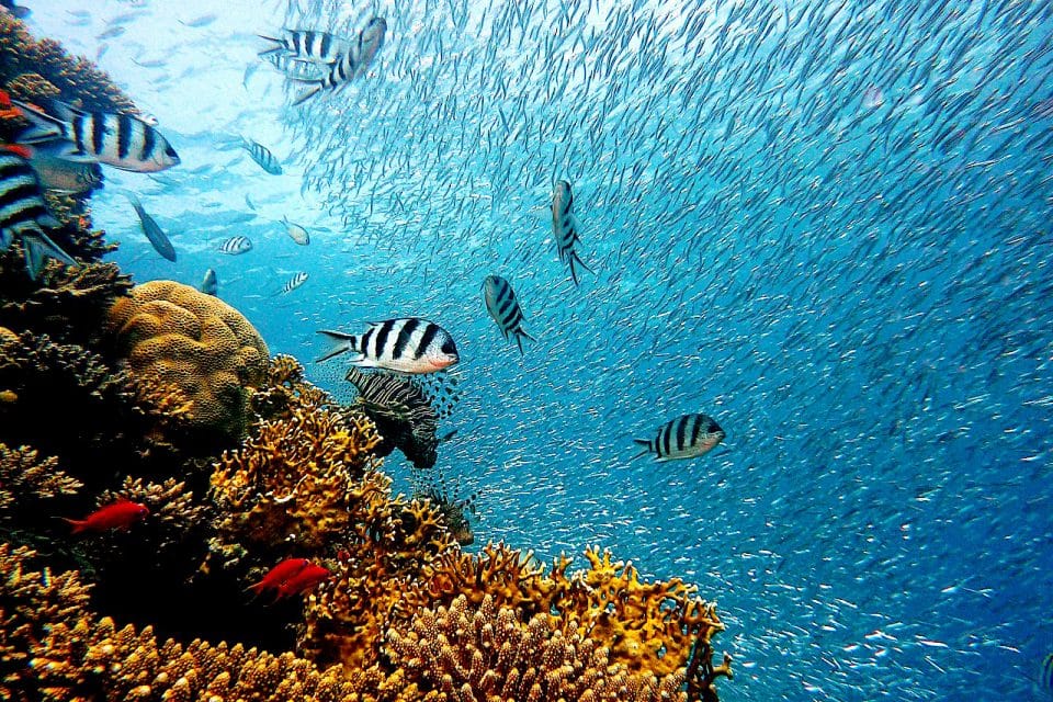 Fish and the coral reef