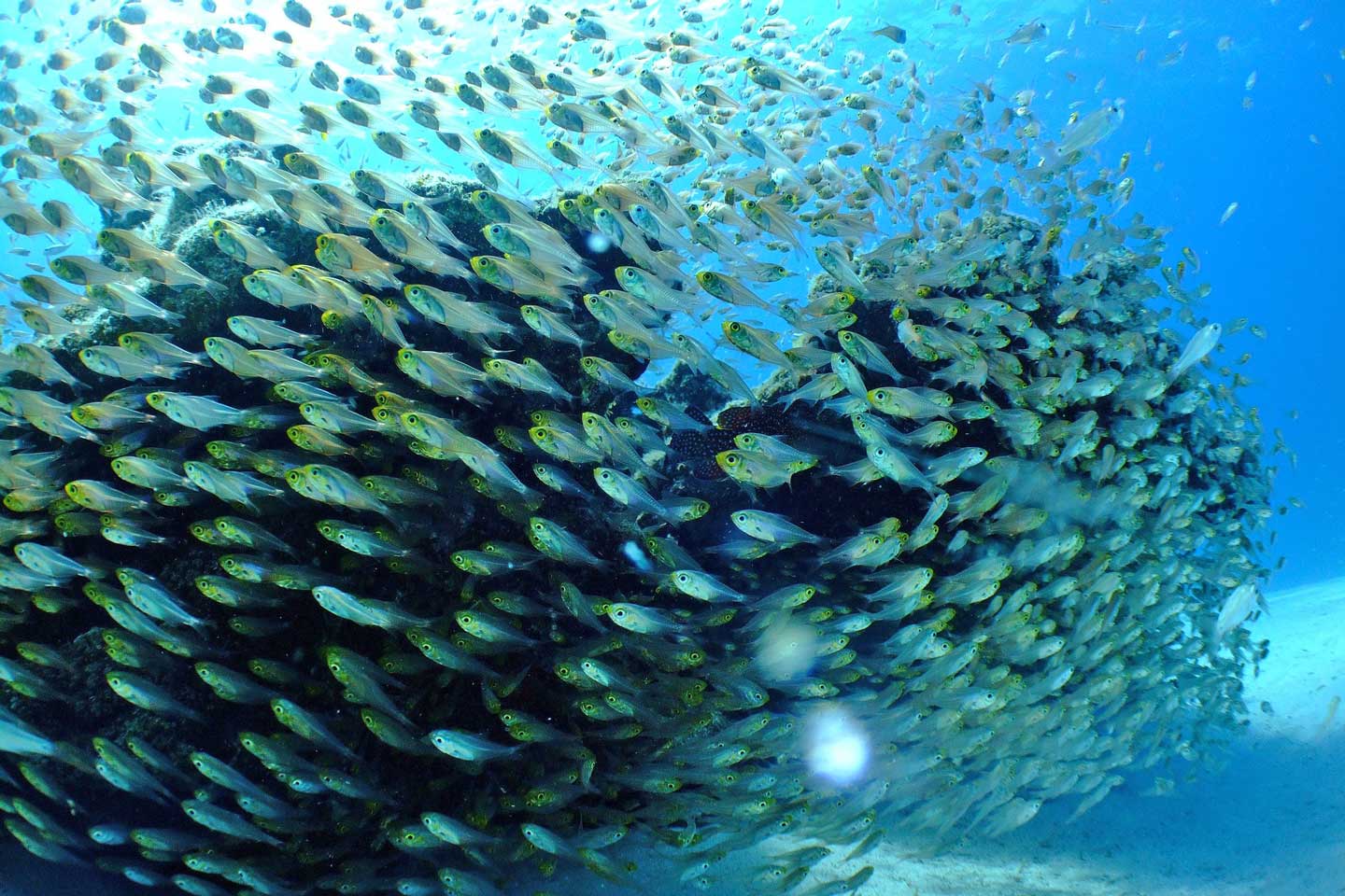 Philippines Diving Best Dive Sites You Need To Visit Updated - 