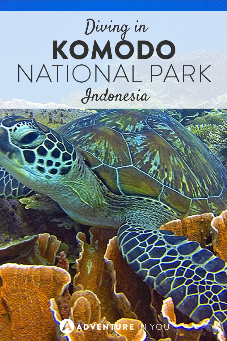 Ever been diving in Komodo National Park? You'll want to after reading this