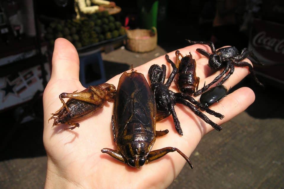 insect-market