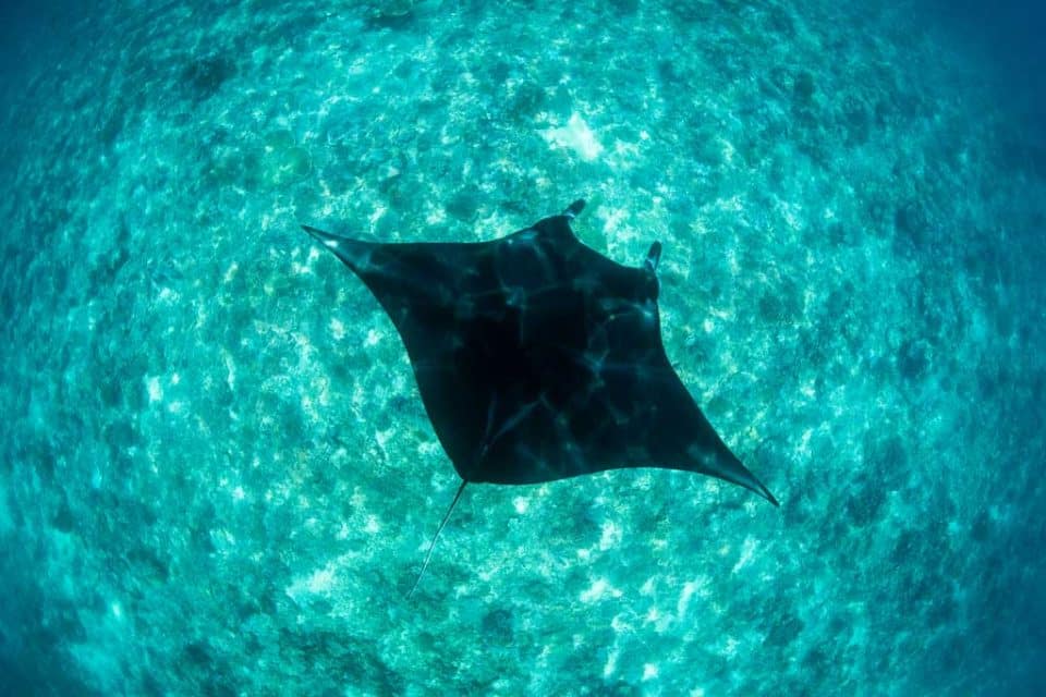 komodo-manta