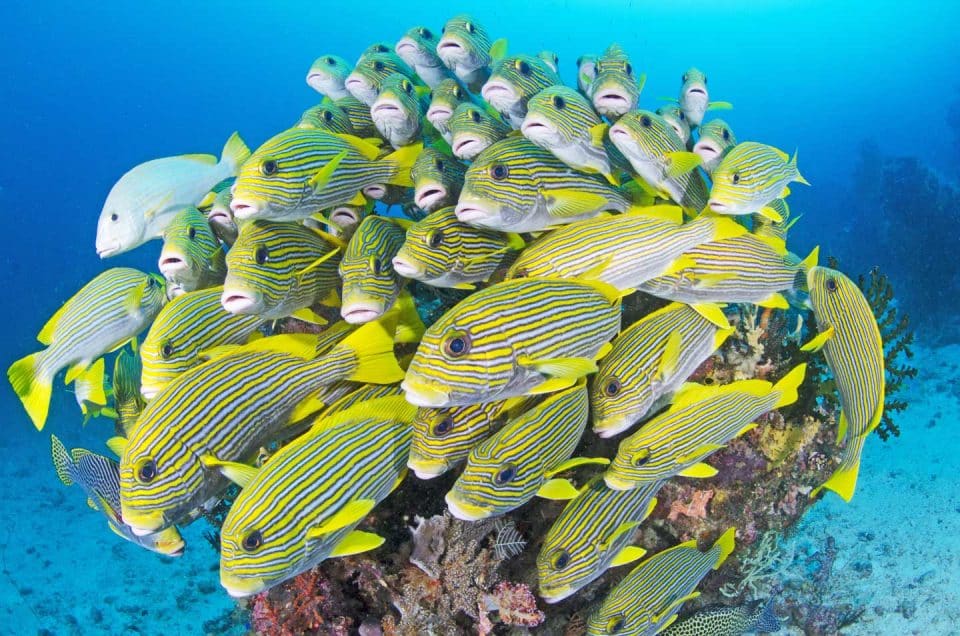 raja-ampat-liveaboard-fish