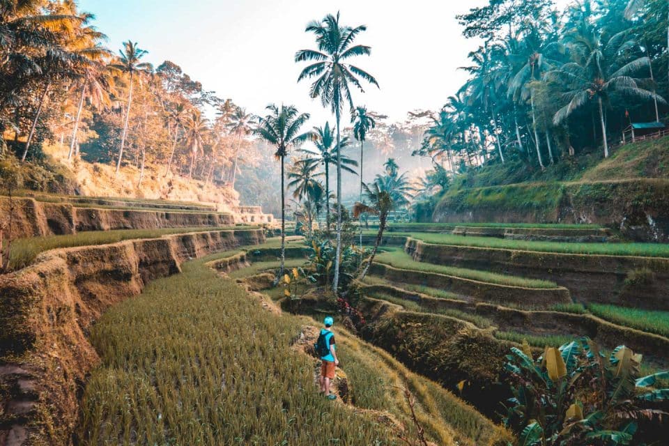 bali rice terraces