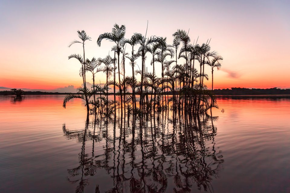 Palm trees and their reflections
