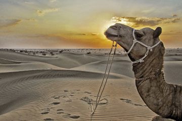 A camel in the desert at sunset