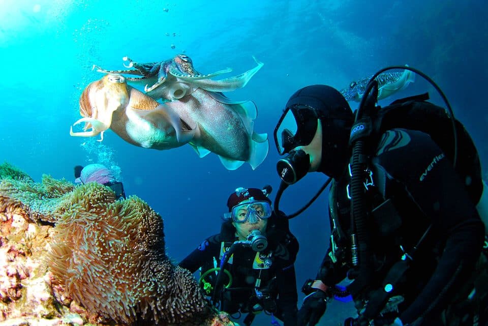 Scuba diving in Indonesia