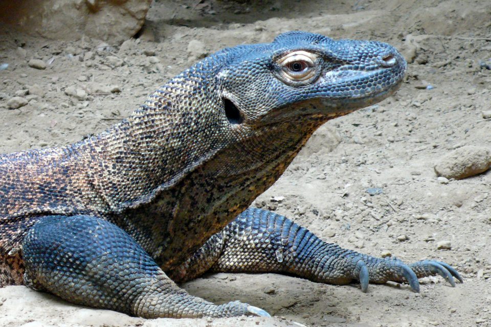 A Komodo dragon