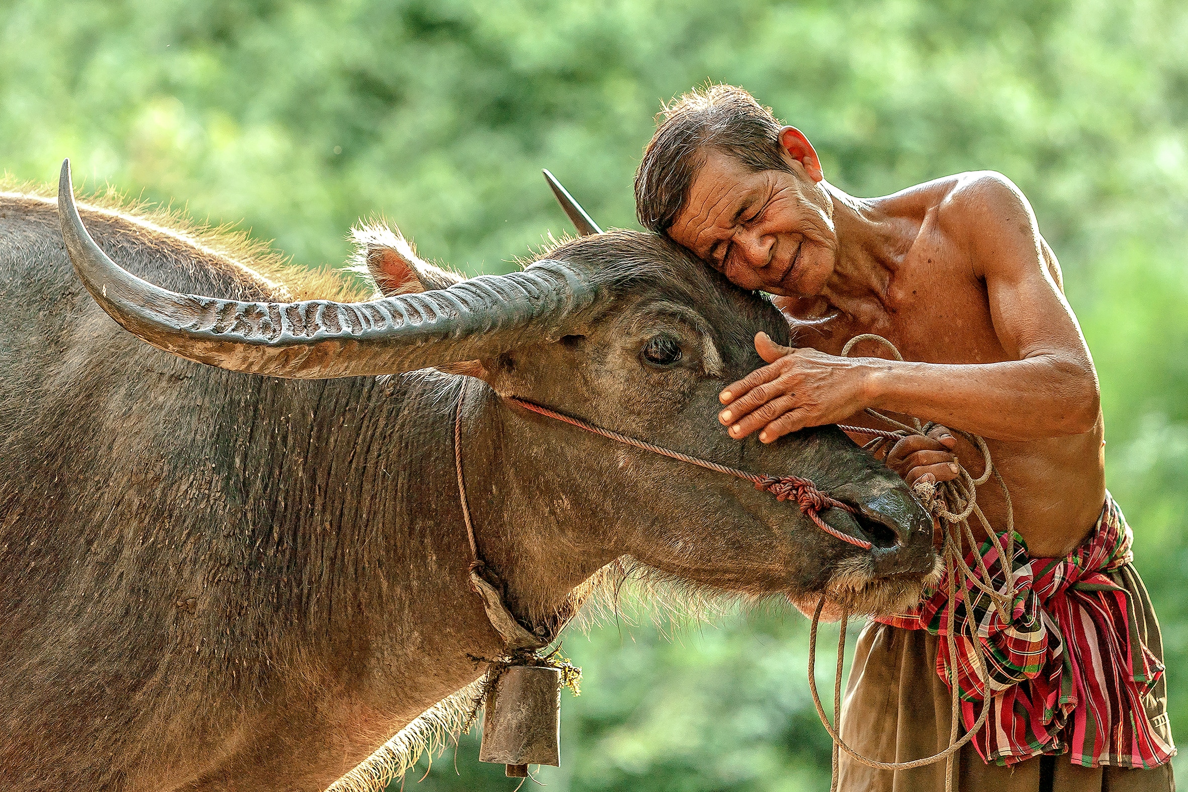 A local man hugging a large horned cow