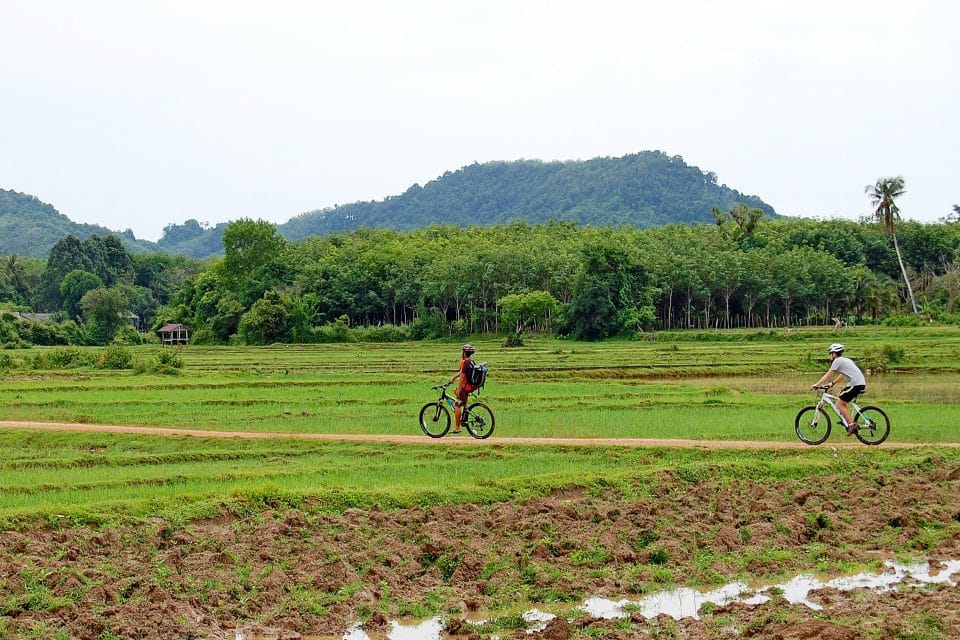 Two men cycling through rice fields