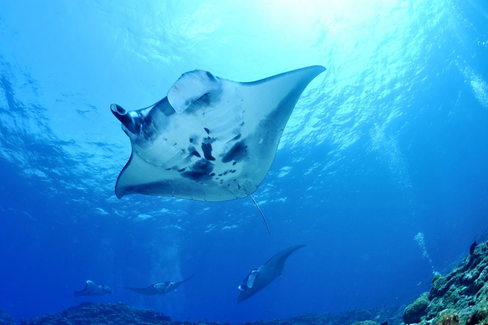 Upwards view of manta rays in clear waters