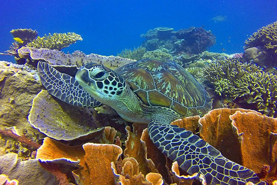A turtle swimming through a tropical reef