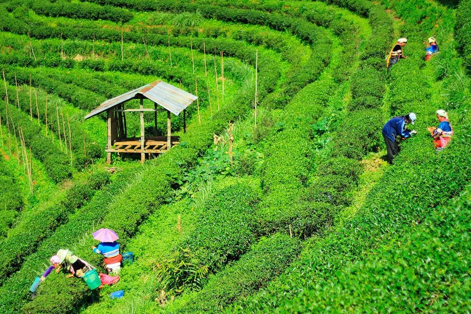 Workers in rice fields