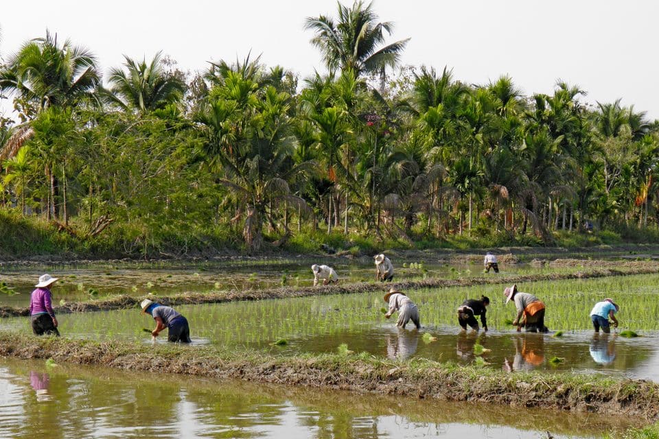 Workers in rice fields