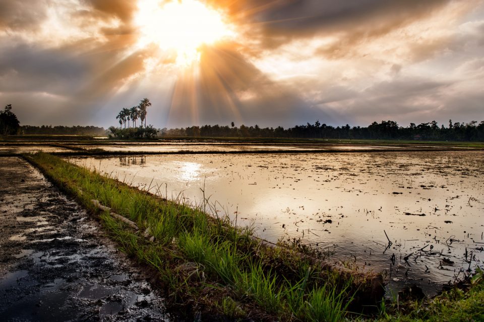 Rice fields at sunset