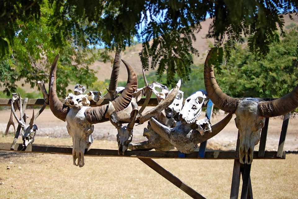 Animal skulls hung on fence