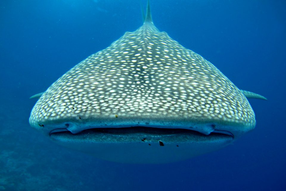 Close up of a whale shark's face