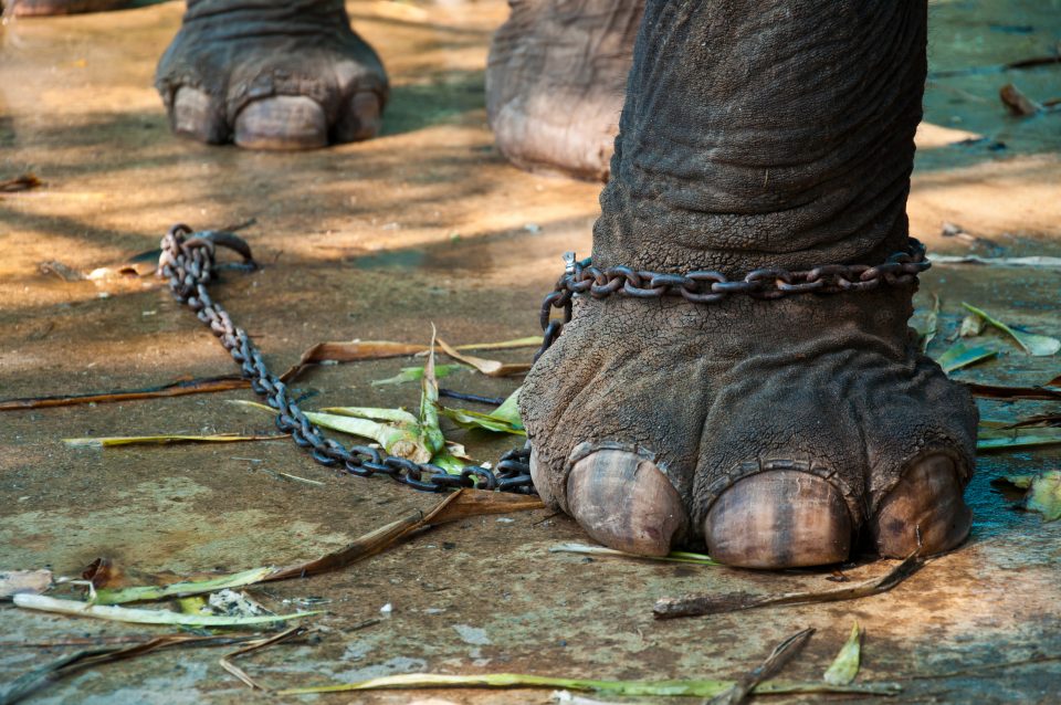 A chain around an elephant's foot