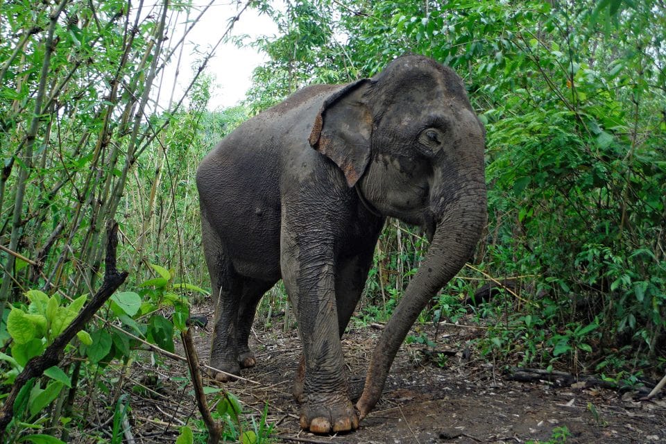 An elephant in the forest