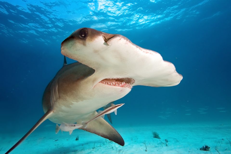 sipadan islands diving