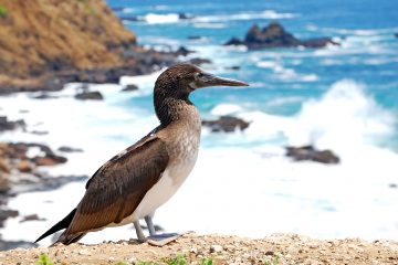 The blue-footed booby bird by the sea