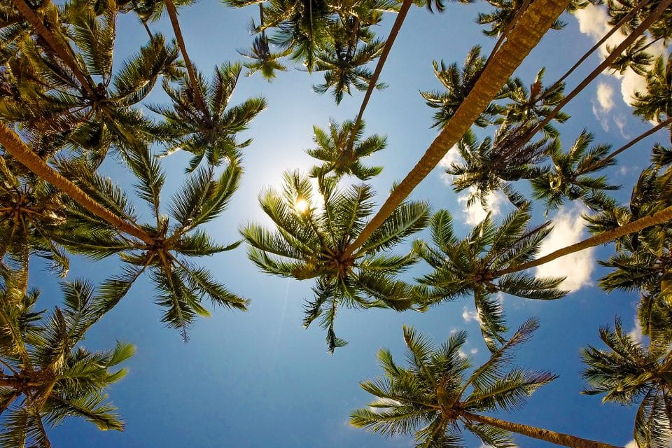 Upwards view of palm trees