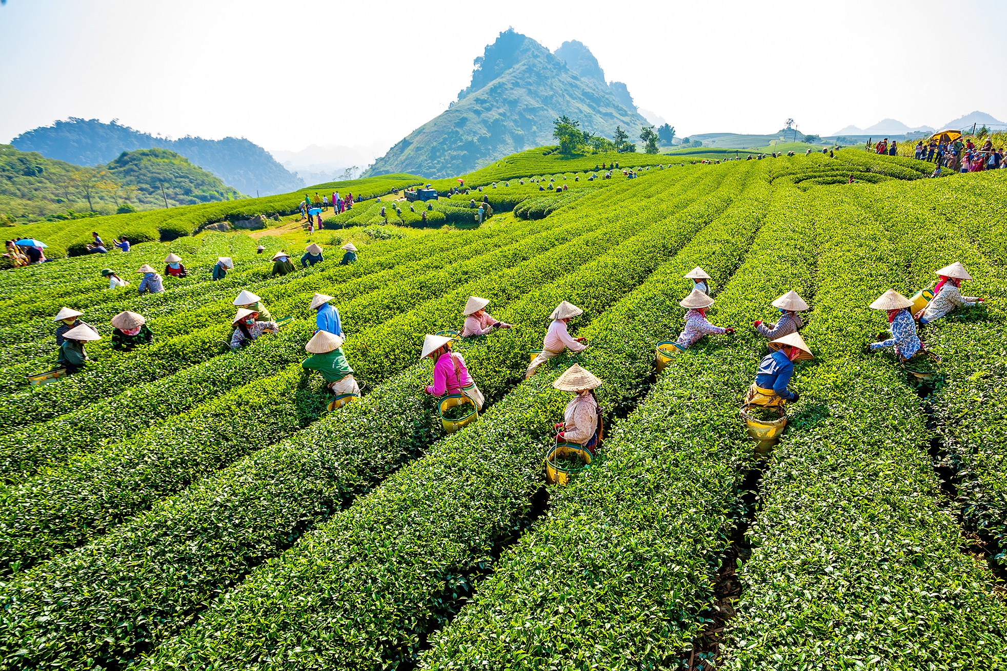 Local workers in the fields