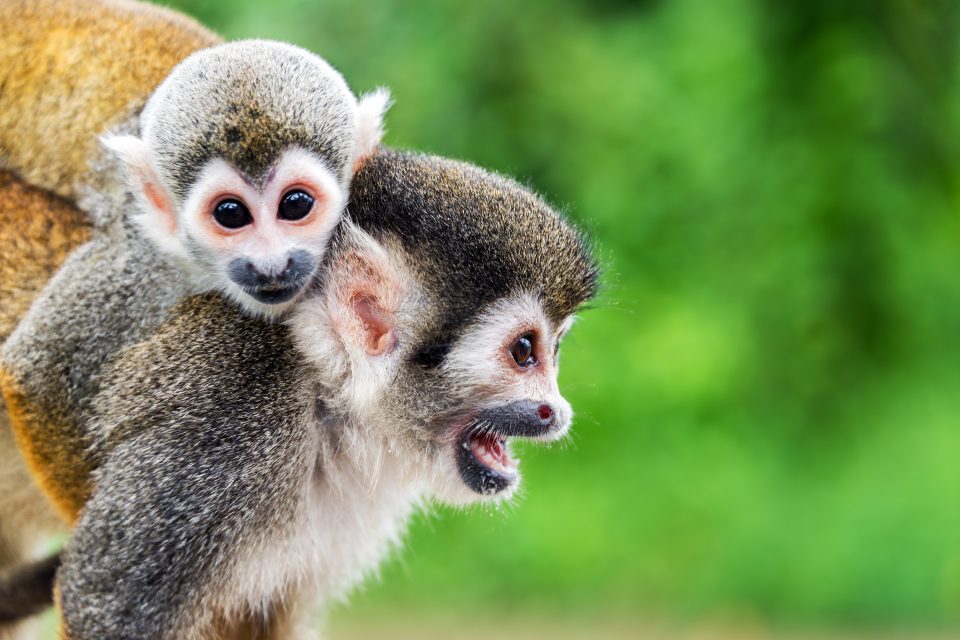 monkeys