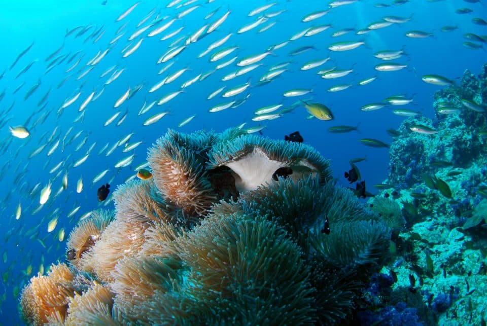scuba diving in the gilis