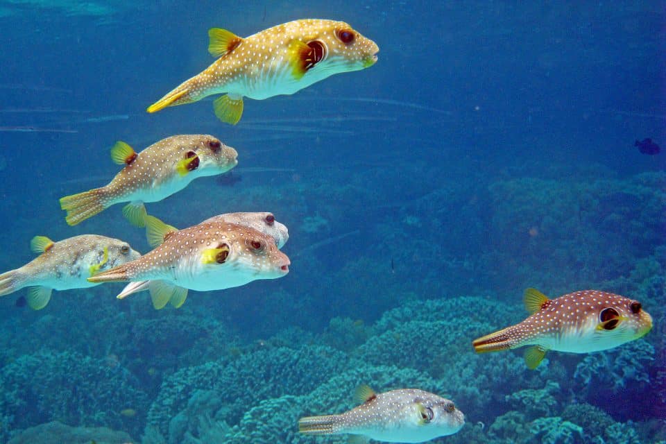 gilis fish