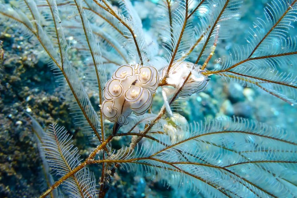 gilis sealife