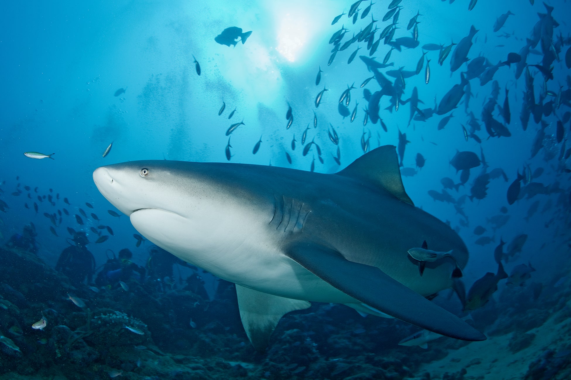 bull sharks