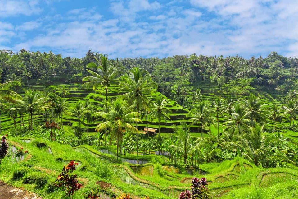 ubud-where-to-stay