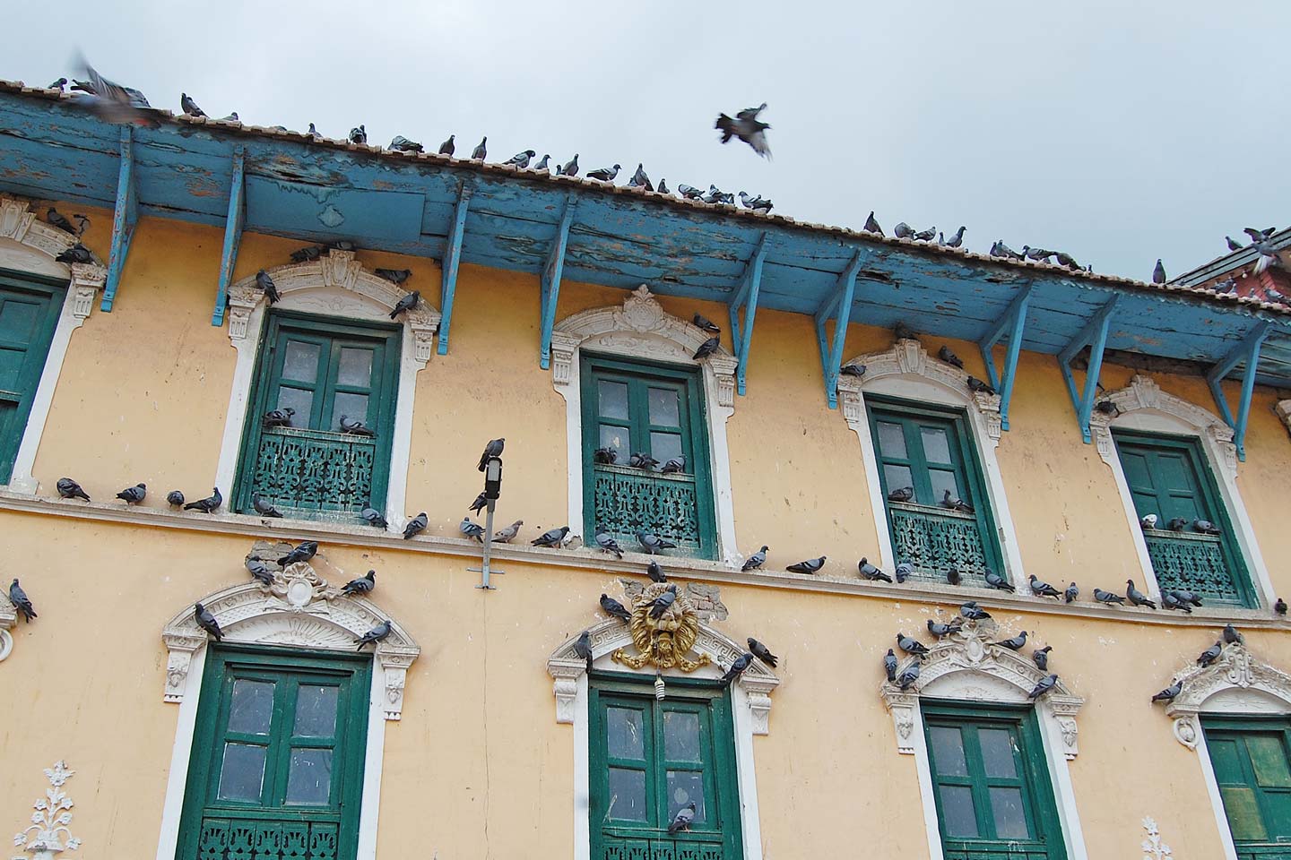 birds