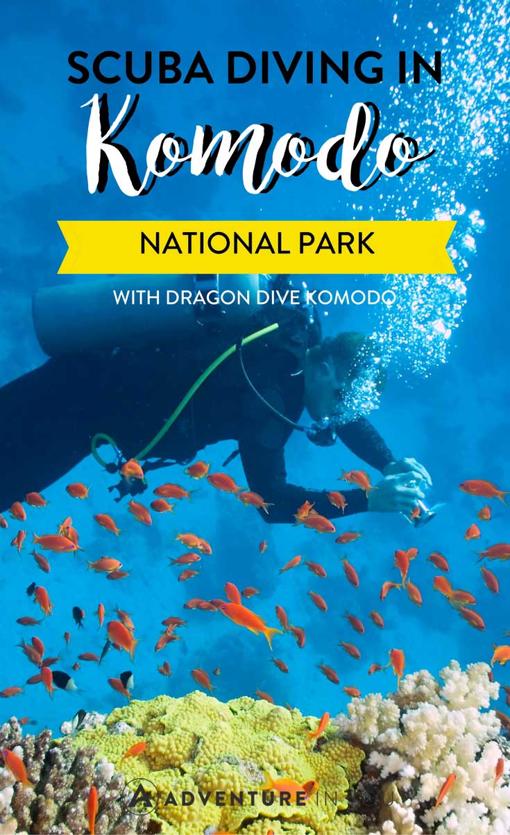 Komodo National Park | Looking to try scuba diving while in Komodo? Here is our full diving experience with Dragon Dive Komodo