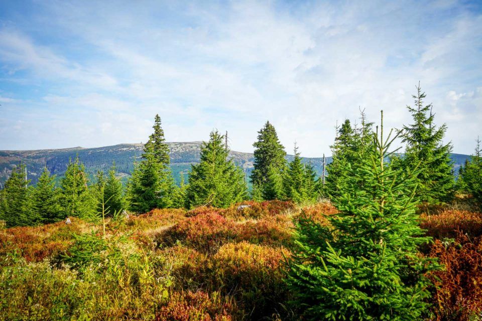 forests in spindlr czech republic