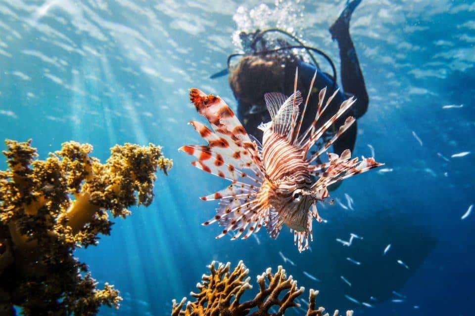 best-diving-world
