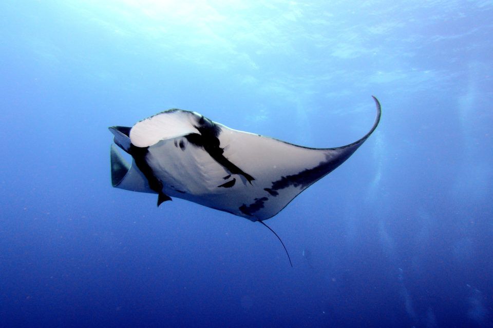 manta-ray