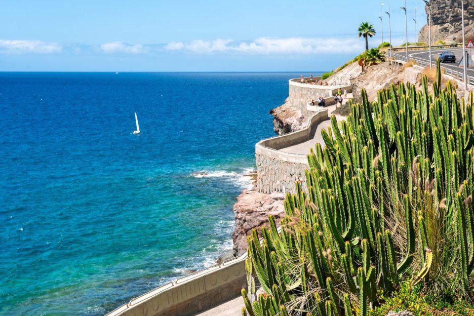 cactus on stone ledge in front of ocean