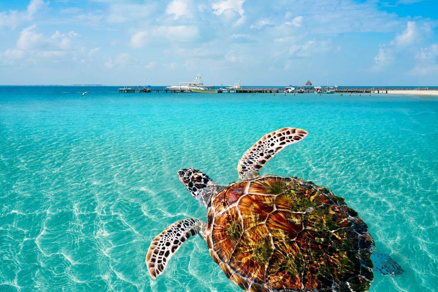 Green Turtle in Mexico