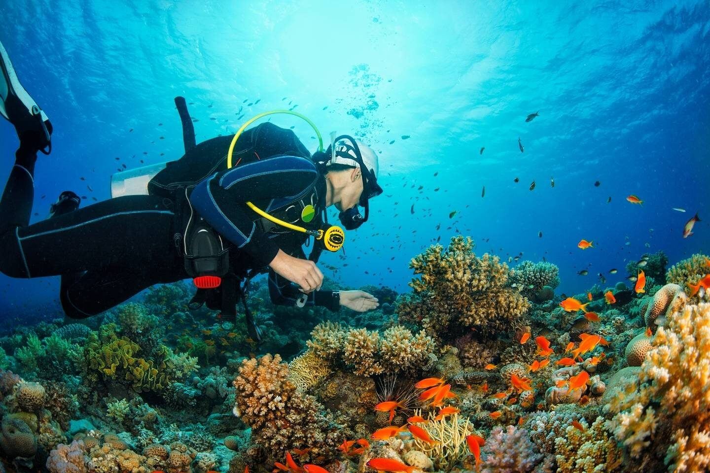 The Thrilling World of Scuba Diving Awaits