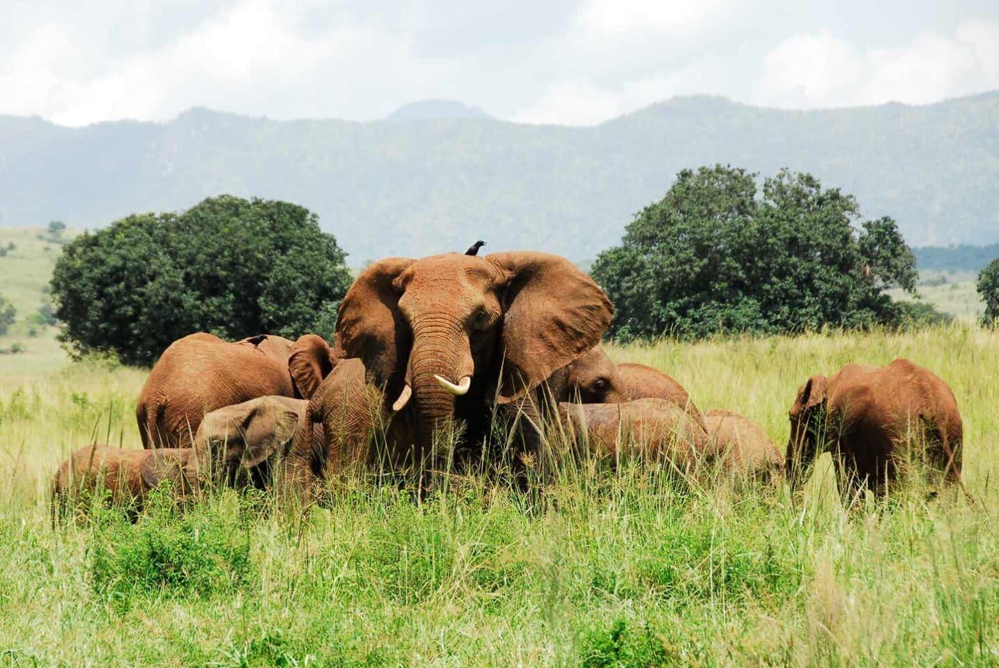 elephants in Uganda