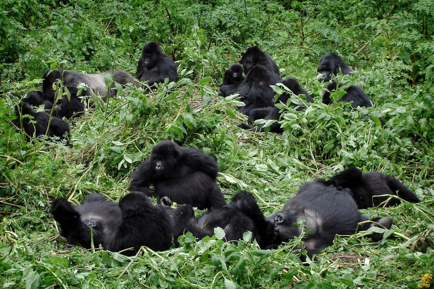 Gorilla Trekking in Bwindi
