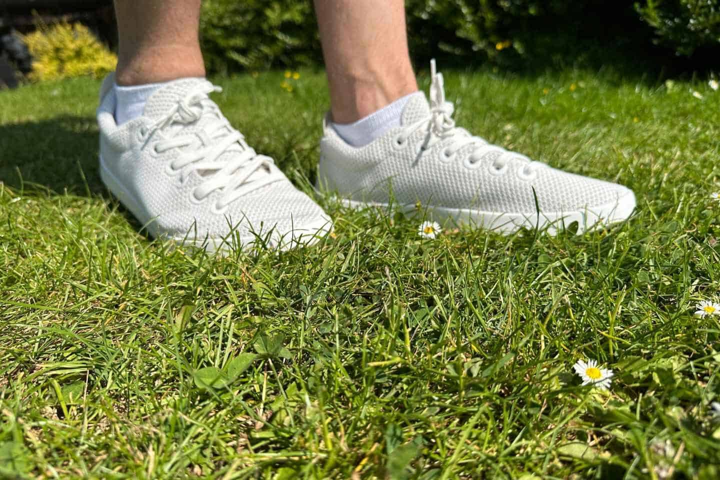 Close up shot of Allbirds Tree Pipers steeping on the grass