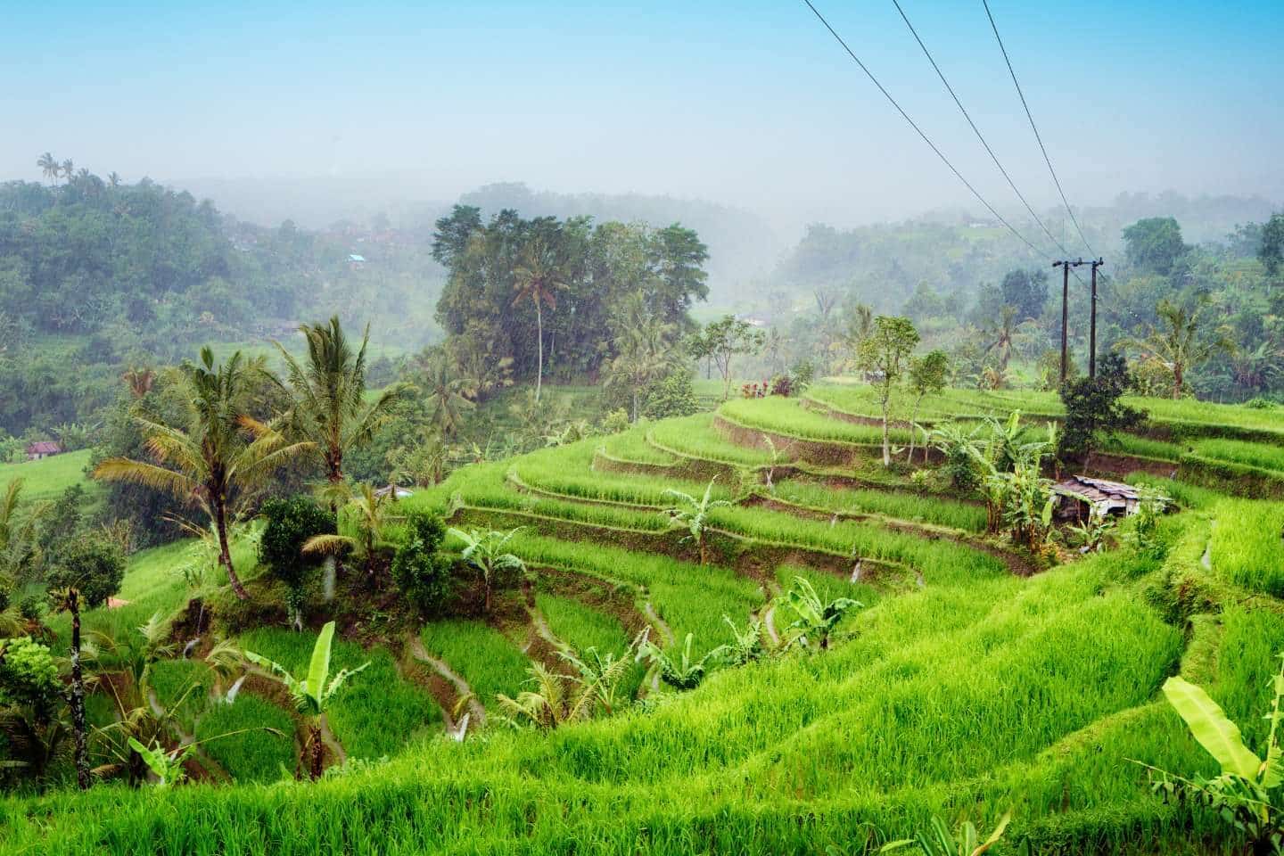 Rice paddy fields with subak irrigation in Bali, Indonesia